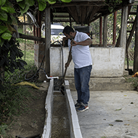 Kaffee wird gewaschen